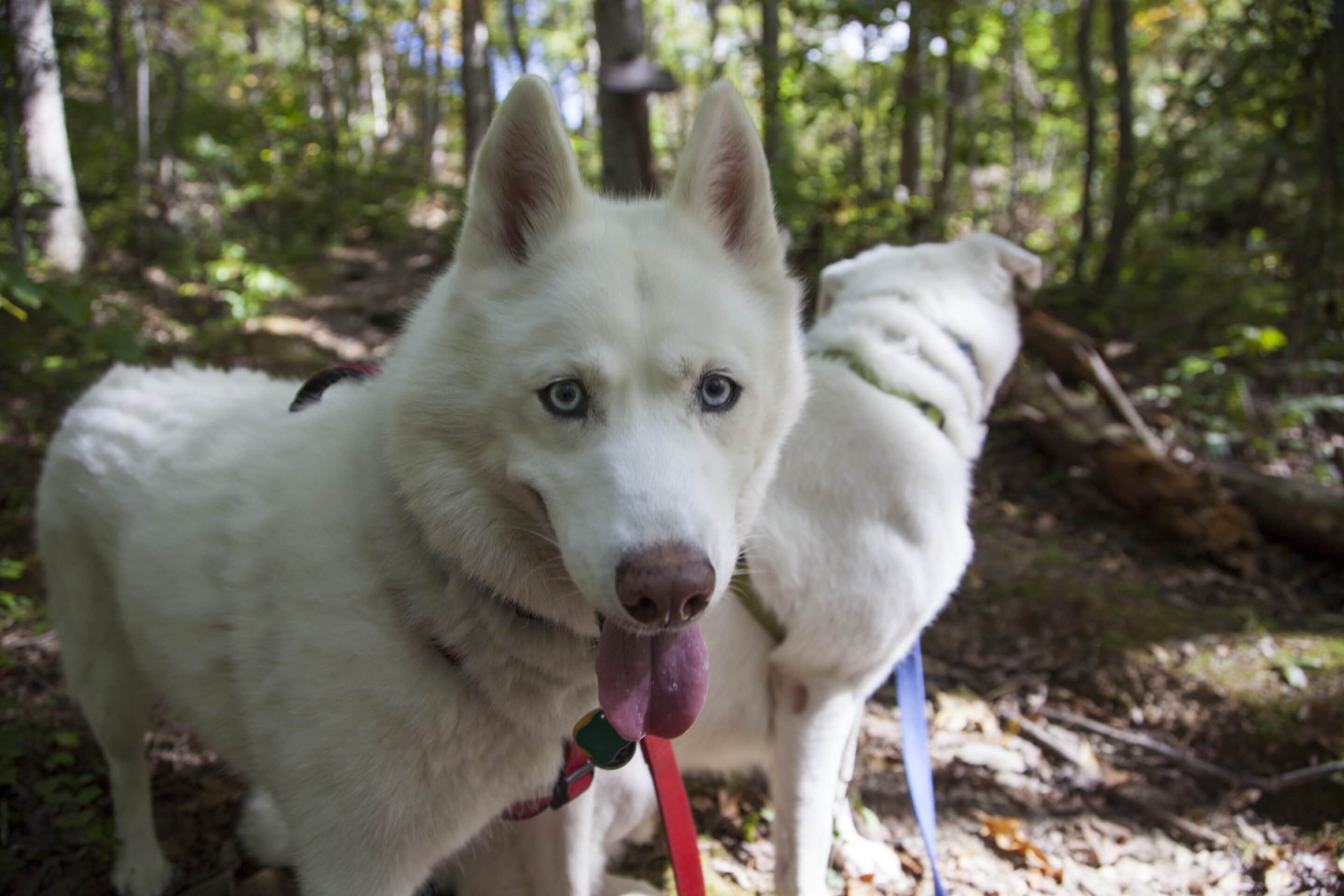 siberian husky allergies