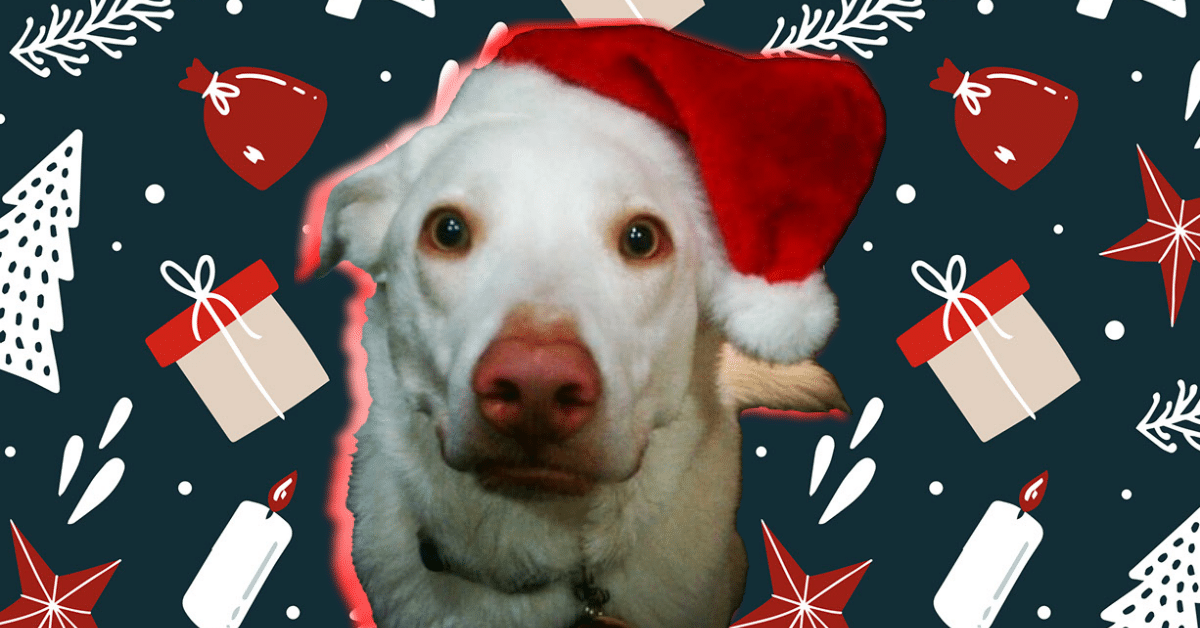 Bacio wearing a Santa hat