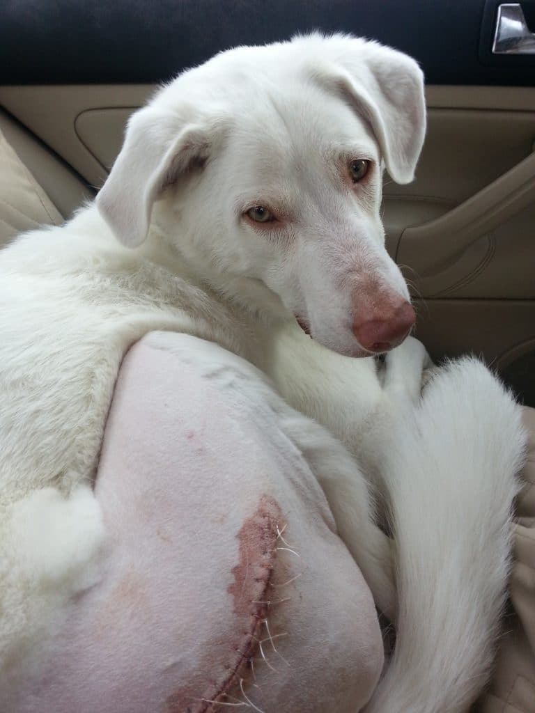 Bacio with his incision showing.
