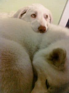 A puppy sleeping on a husky dog