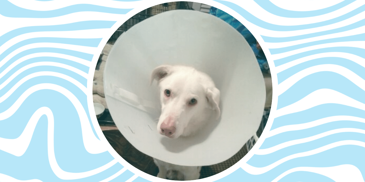 Bacio in the Cone of Shame