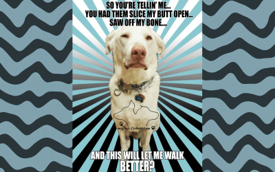 Hip Dysplasia FHO Dog Meme