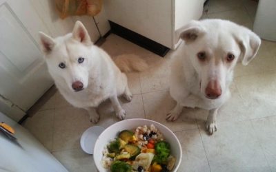 Homemade Dog Food, Recipes, Supplements, Suggestions